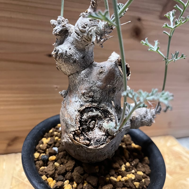 ペラルゴニウム クリズミフォリウム | GREEN LUCK