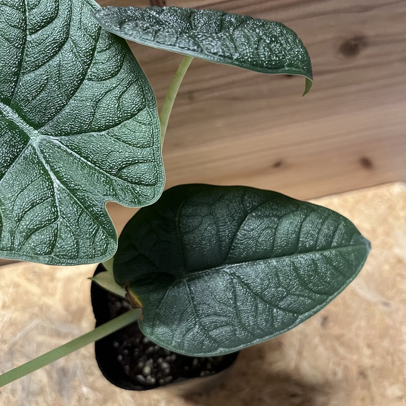 アロカシア メロ | GREEN LUCK