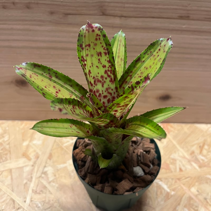 ネオレゲリア クリシー | GREEN LUCK