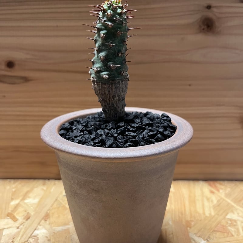 観葉植物 多肉植物 7点セット ユーフォルビア ドルステ二ア パキポディウム 観葉植物 多肉植物 7点セット ユーフォルビア ドルステ二ア