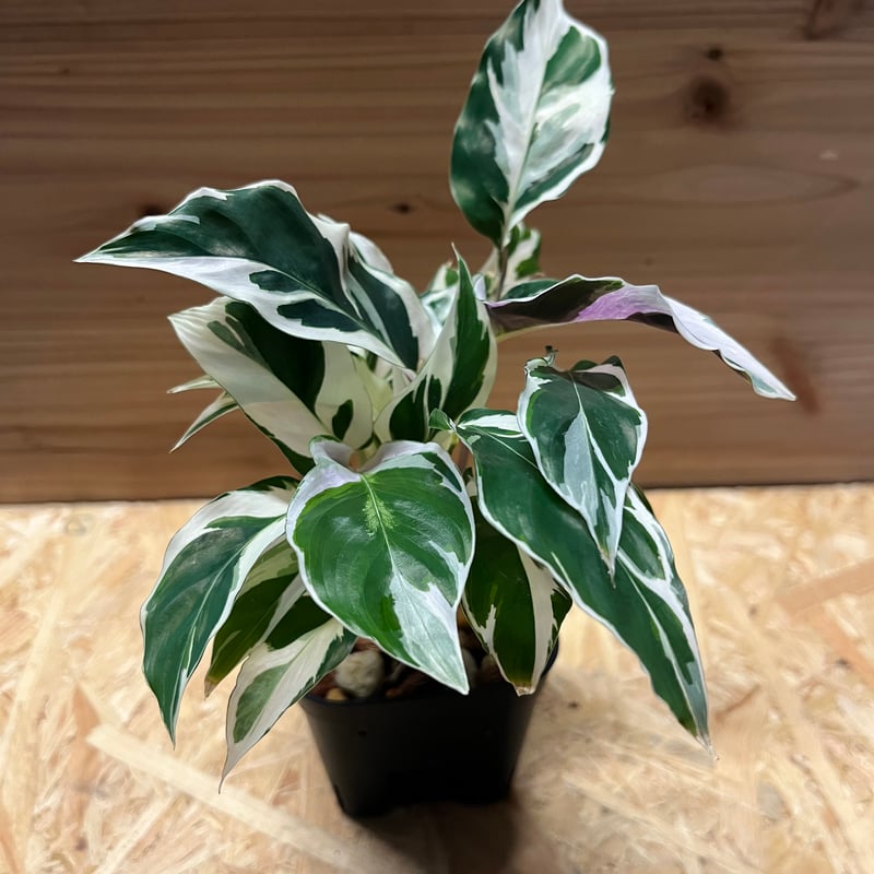 カラテア ホワイトフュージョン | GREEN LUCK