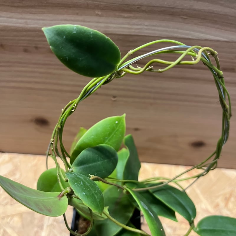 ホヤ ダーウィニー | GREEN LUCK