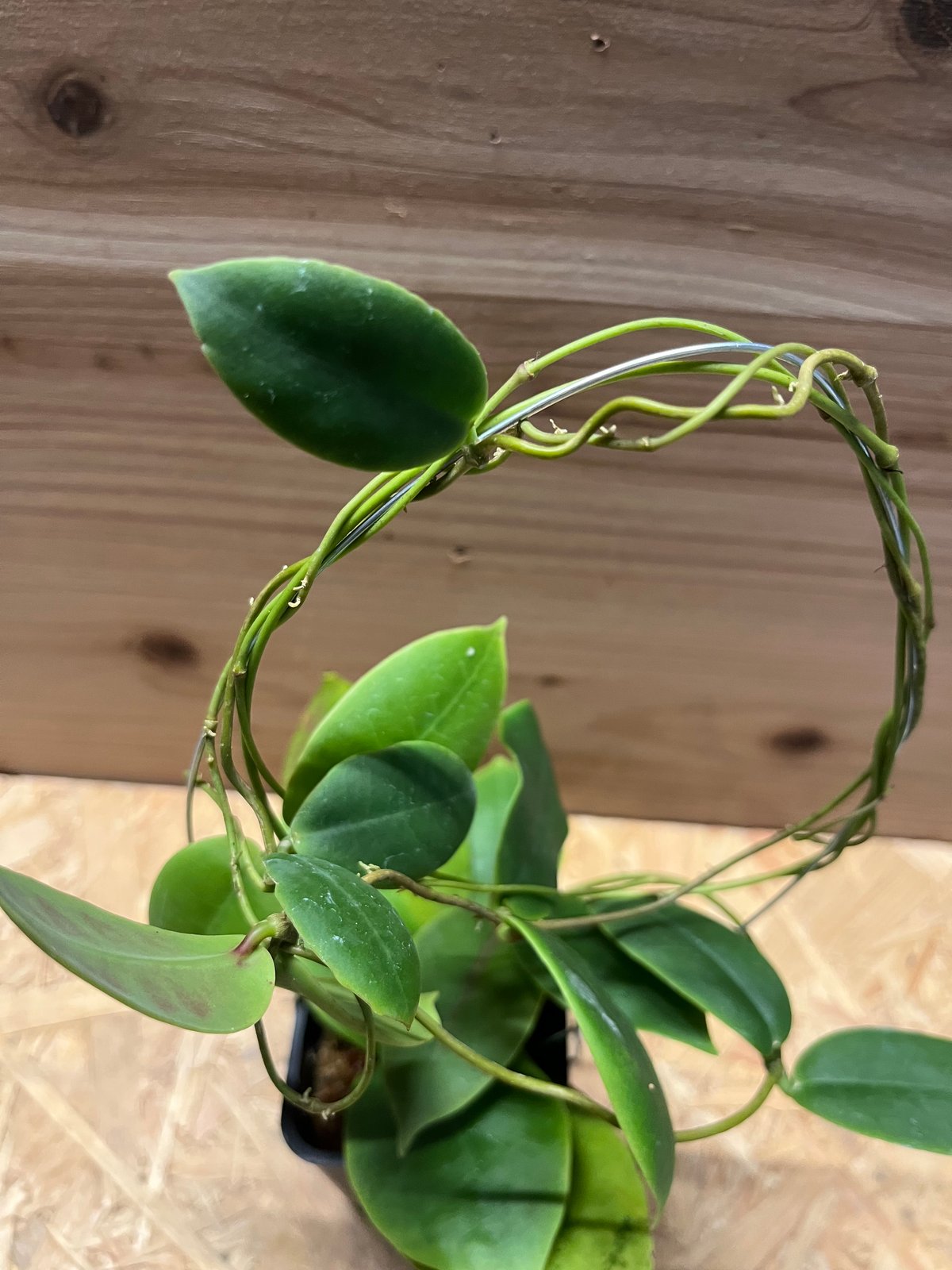 0724＊ホヤ ＊ Hoya ＊ メレディティー ＊meredithii はじめてグリーン系のHoyaのお花が咲きました（Hoya meredithii