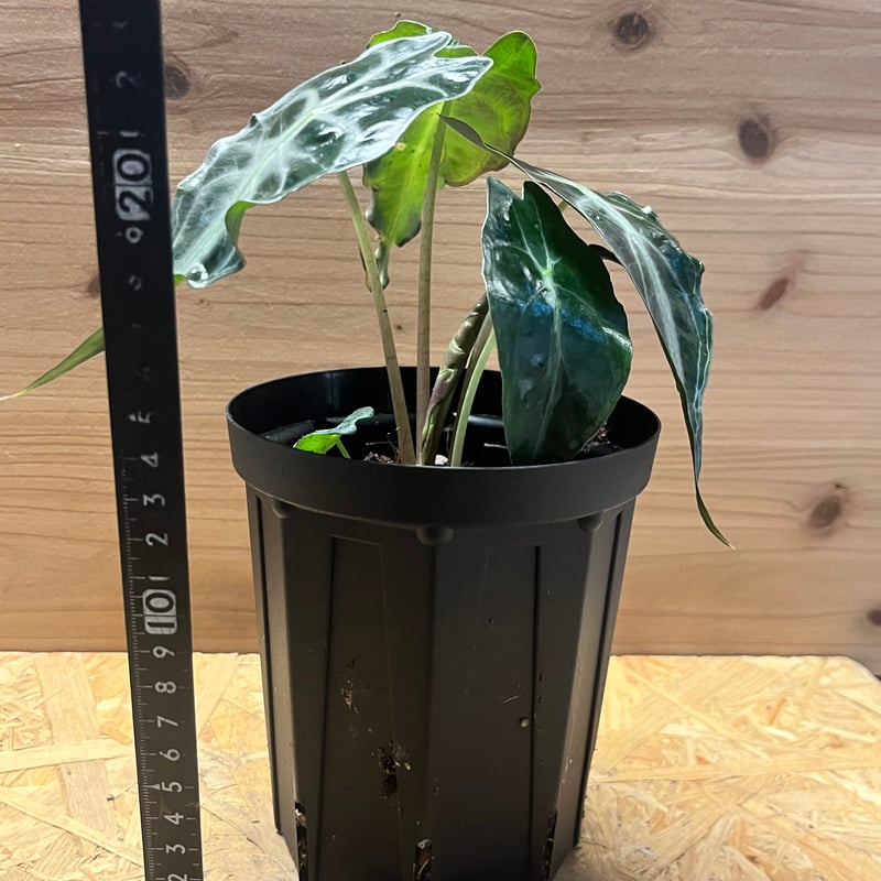 アロカシア ベノム | GREEN LUCK