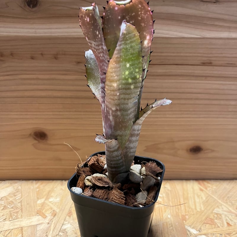 ビルベルギア カハカイ | GREEN LUCK