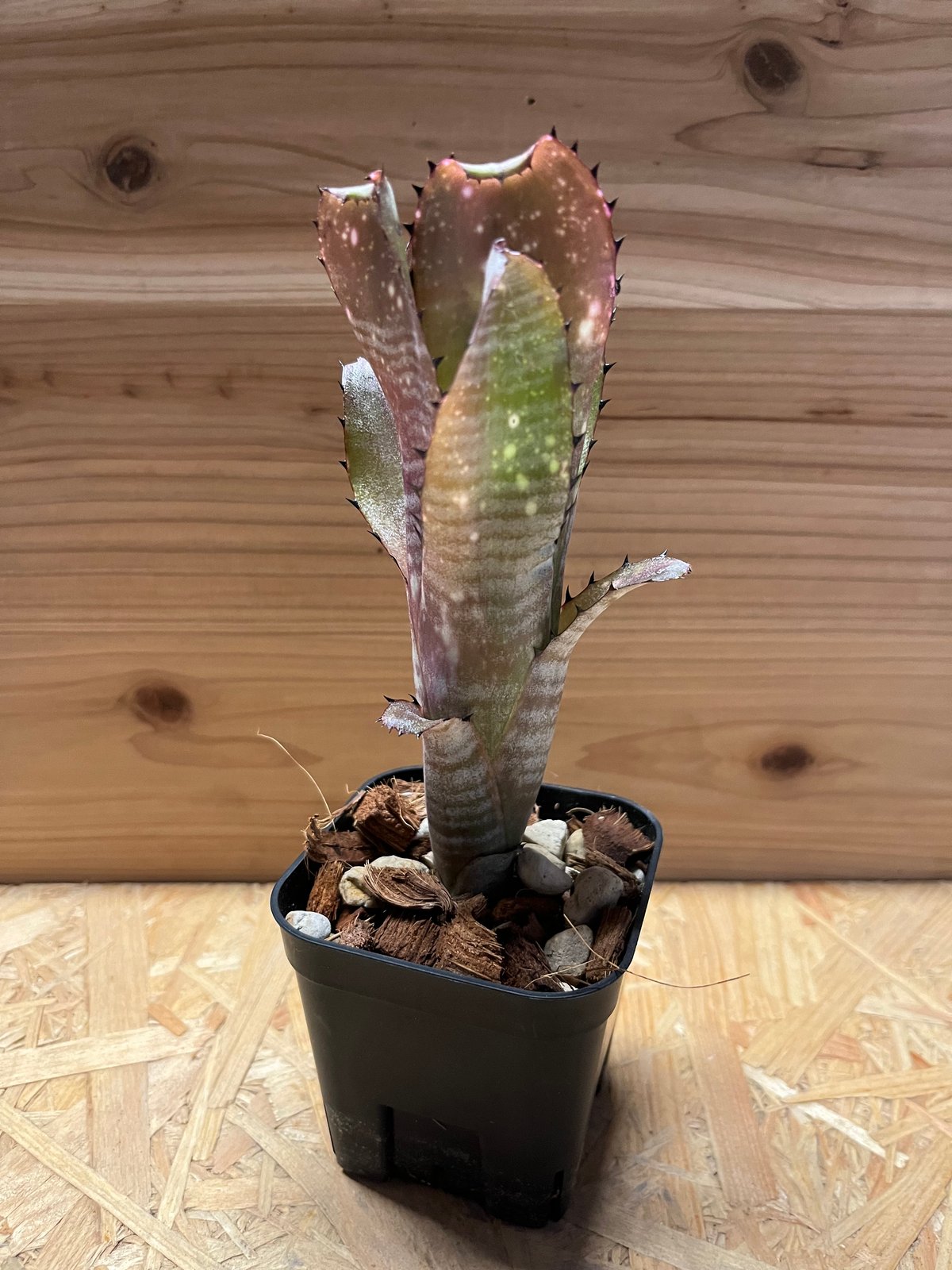 本日11/26値下げ！ 早い者勝ち！ ビルベルギア　カハカイ　親株 週末特価！早い者勝ち！ ビルベルギア カハカイ 親株