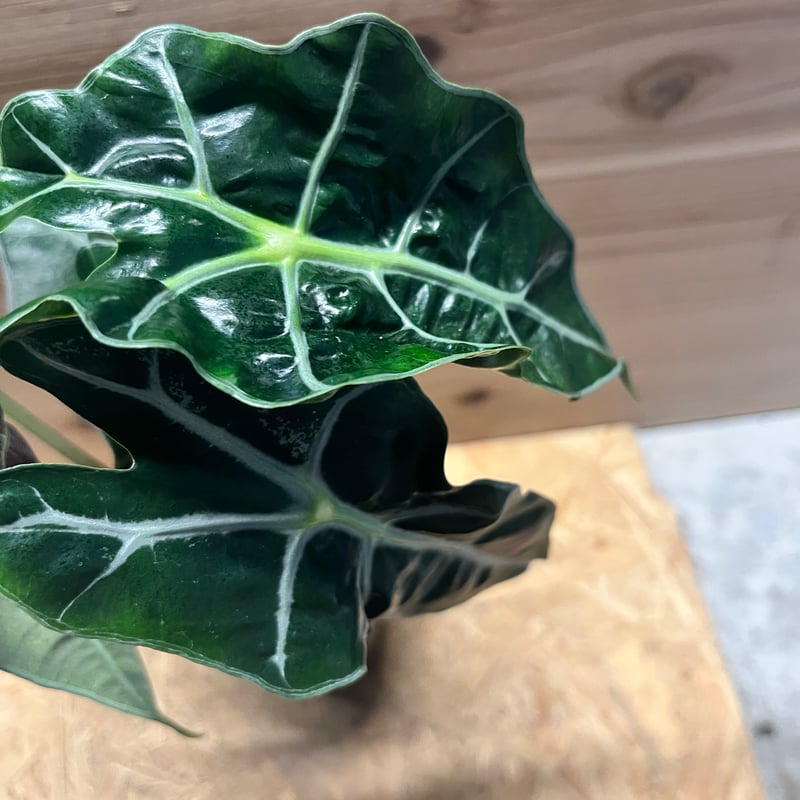 アロカシア アマゾニカ ポリー ピンクバリエガータ | GREEN LUCK