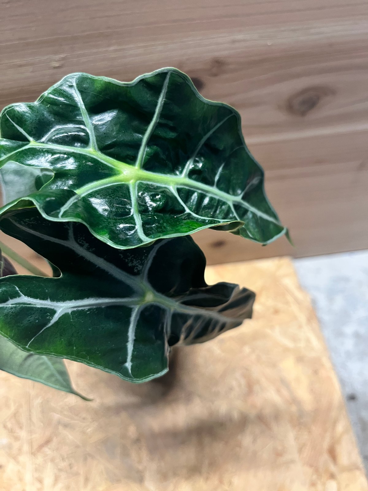 アロカシア アマゾニカ ポリー ピンクバリエガータ | GREEN LUCK