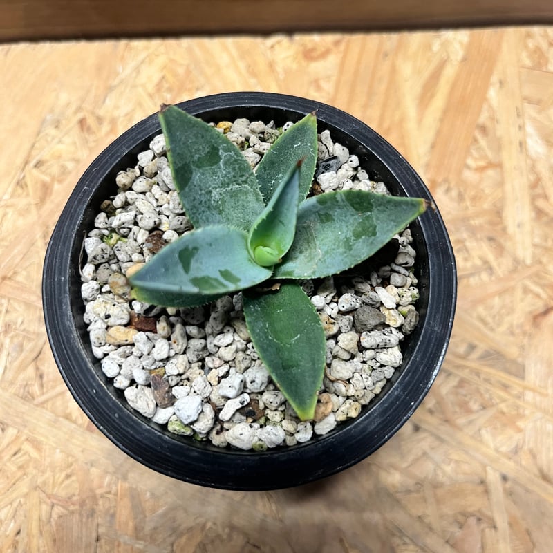 アガベ パリー トランカータ | GREEN LUCK