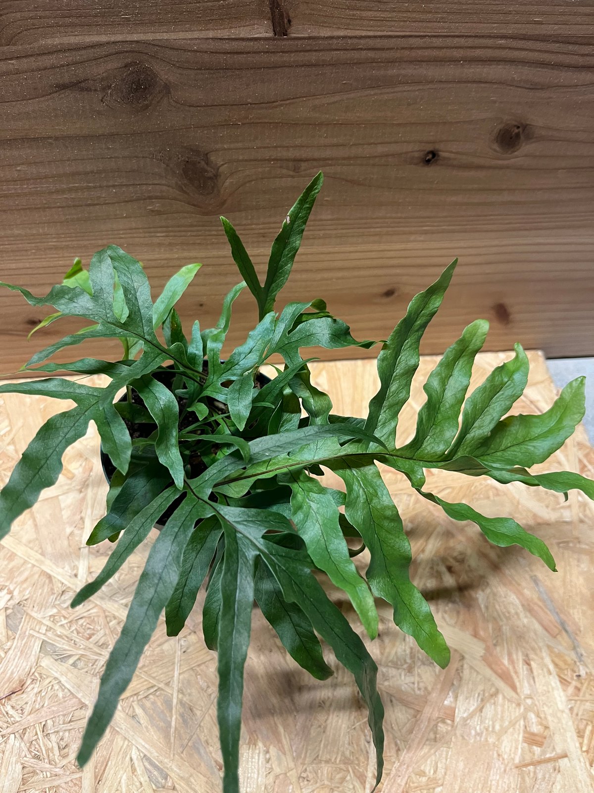 ドリナリア・ルーシー fit=scale-down,w=1200