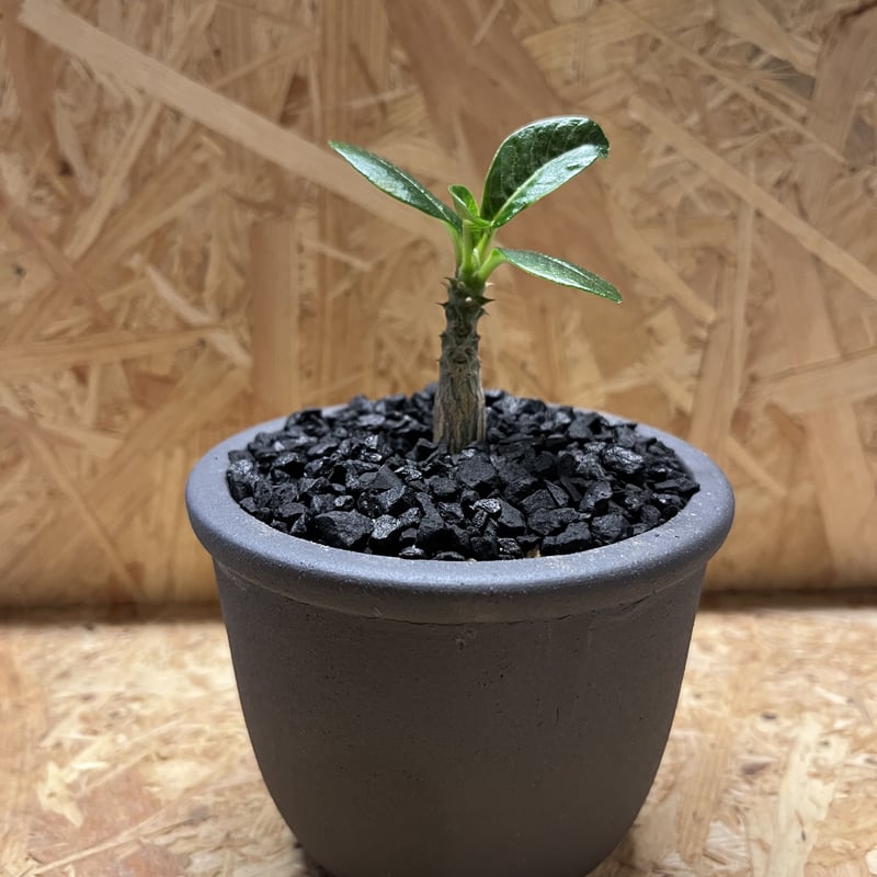 パキポディウム ウィンゾリー×伝市鉢 | GREEN LUCK