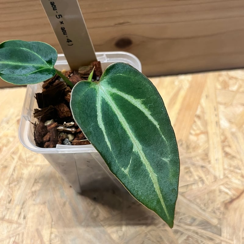 超絶希少 アンスリウム アバター ブラック バリエガータ 超絶希少 アンスリウム アバター ブラック バリエガータ 超絶希少