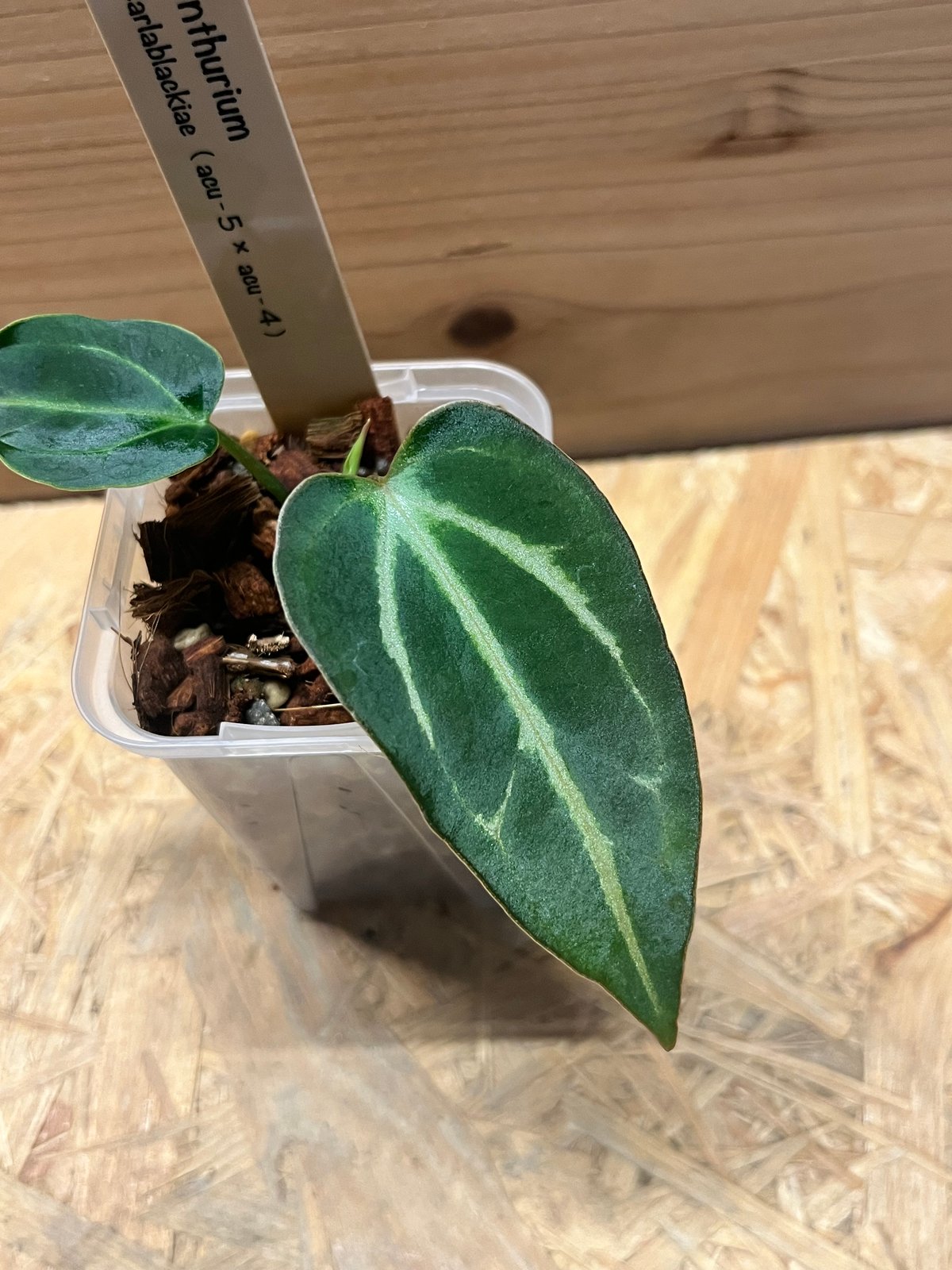 アンスリウム カーラブラッキー ナロー | GREEN LUCK アンスリウム カーラブラッキー ナロー | GREEN LUCK