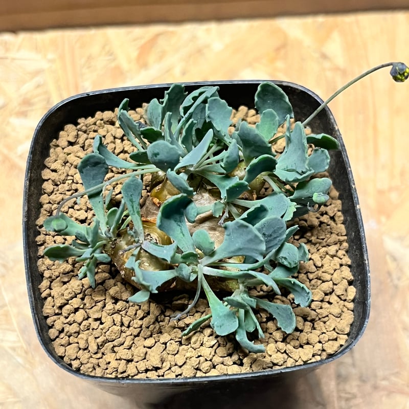 オトンナ カカリオイデス | GREEN LUCK