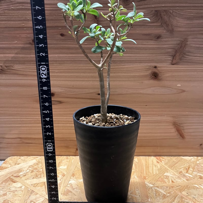 オントナ　アルブスクラ　灌木　塊根植物　冬型　現地球 オントナ アルブスクラ 灌木 塊根植物 冬型 現地球