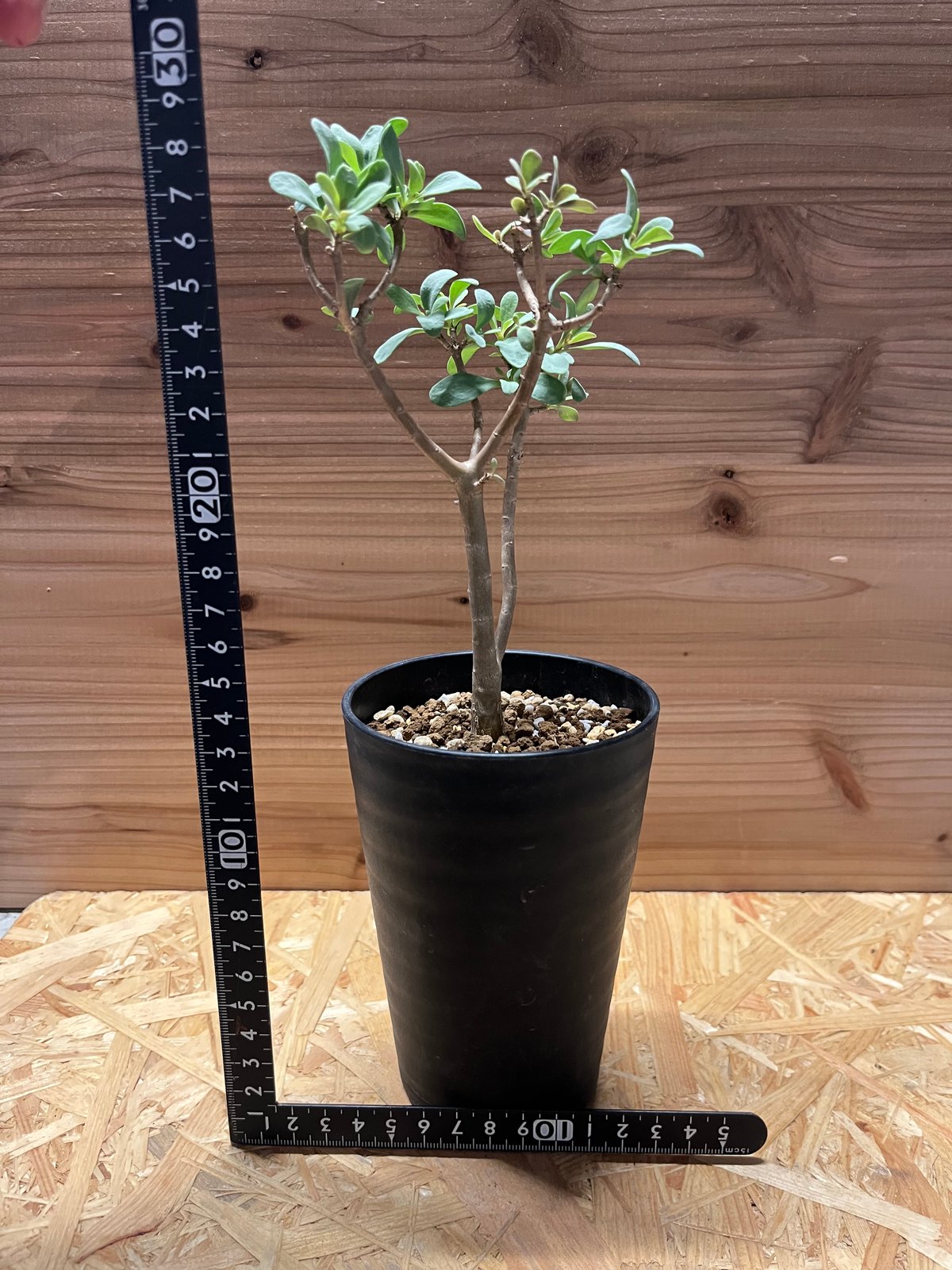 オトンナ アルブスクラ | GREEN LUCK