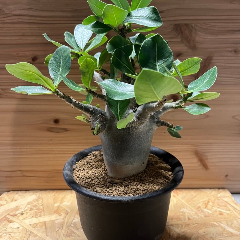 アデニウム アラビカム | GREEN LUCK