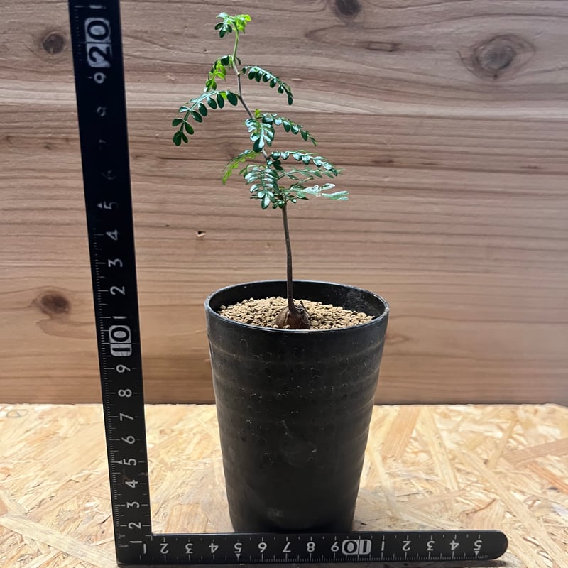 オペルクリカリア パキプス | GREEN LUCK