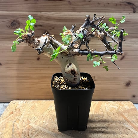 発根済み　コミフォラ　ピュア　カタフ Amazon.co.jp: A.発根済み コミフォラ カタフ ソマリア産