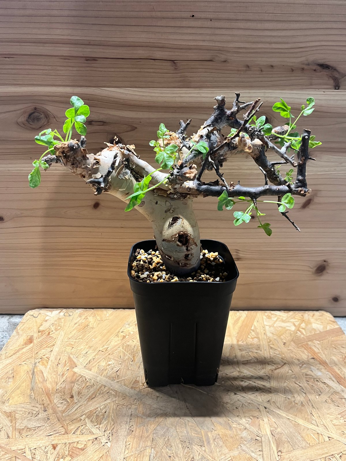 ニカイドウ　コミフォラカタフ　ソマリア　ピュア ニカイドウ コミフォラカタフ ソマリア ピュア コミフォラ