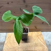 ラフィドフォラ テトラスペルマ ホワイトモンスター | GREEN LUCK