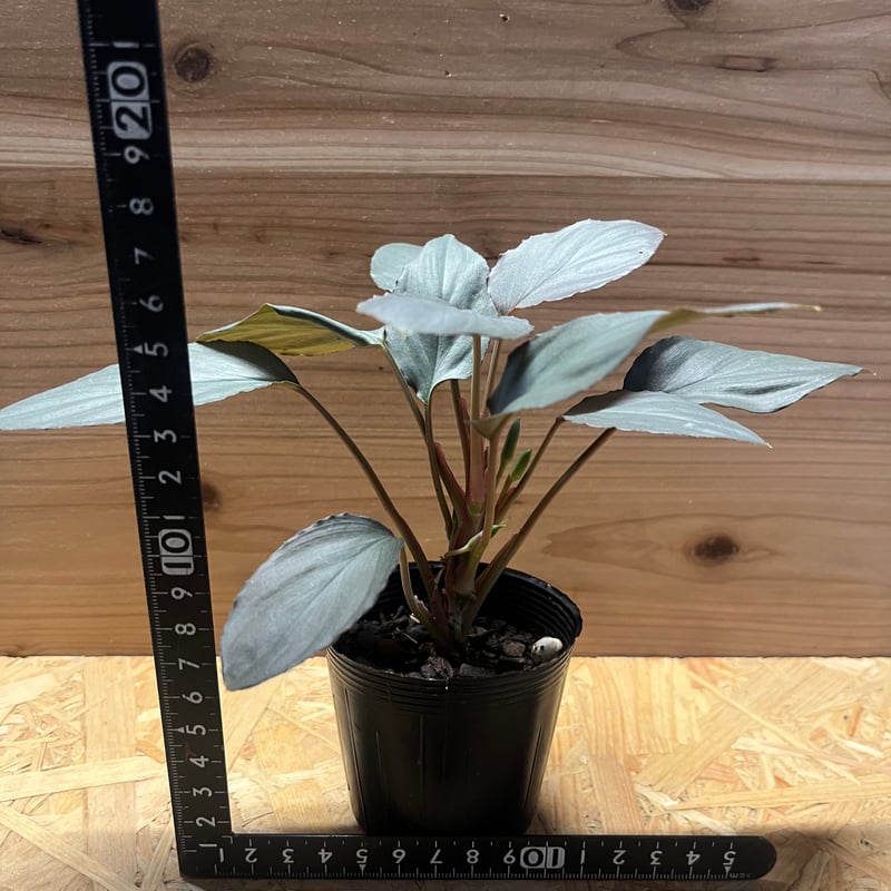 ホマロメナ シルバーパウダー シンケップ Homalomena ホマロメナ シルバーパウダー シンケップ Homalomena 【公式通販】