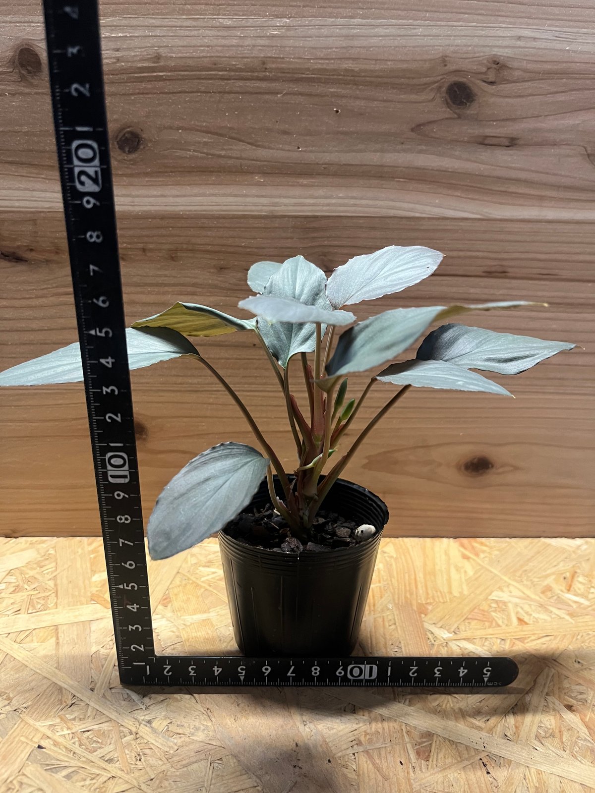 ホマロメナ シルバーパウダー シンケップ Homalomena ホマロメナ | STORES