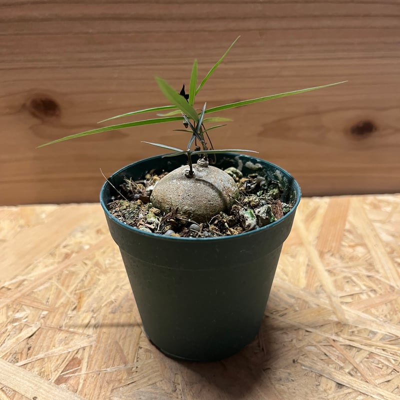 Shabomaniac! ブラキステルマ・竜卵窟の開花。