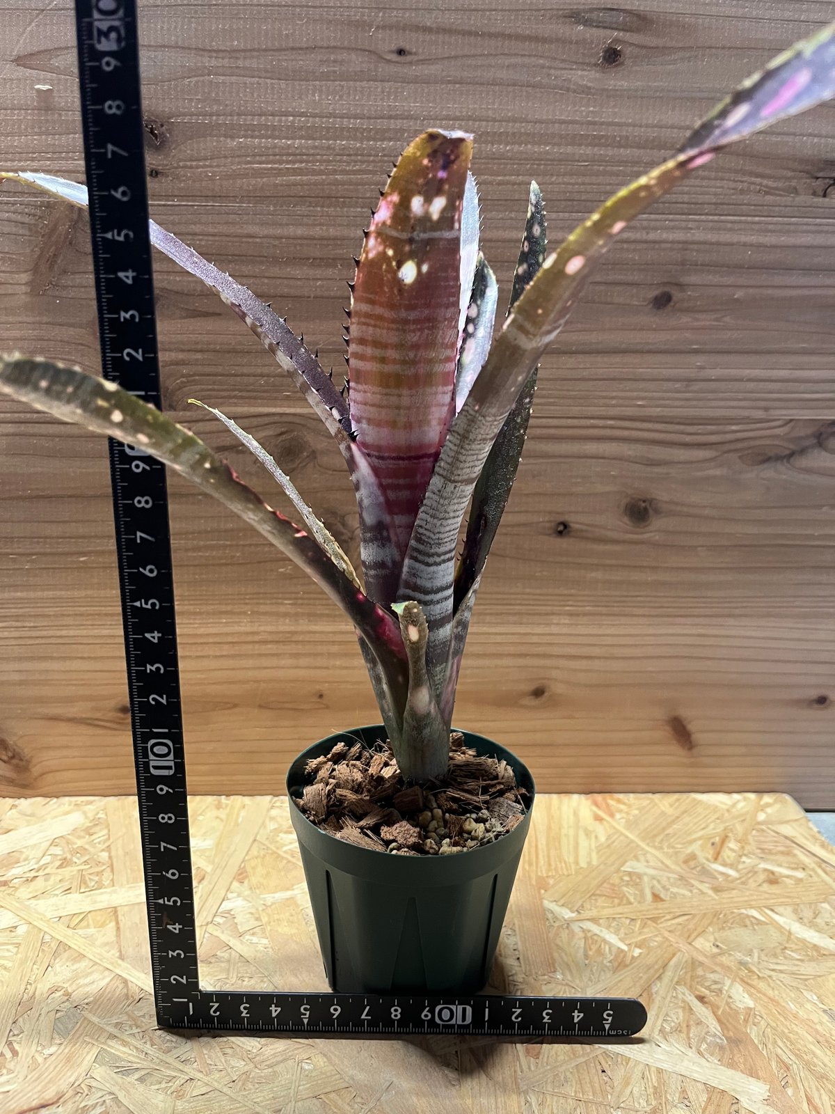 ビルベルギア カルサイト | GREEN LUCK