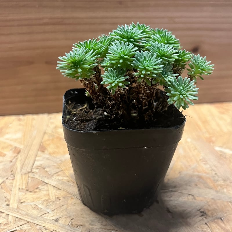 セダム ムルチセプス 小松緑 | GREEN LUCK