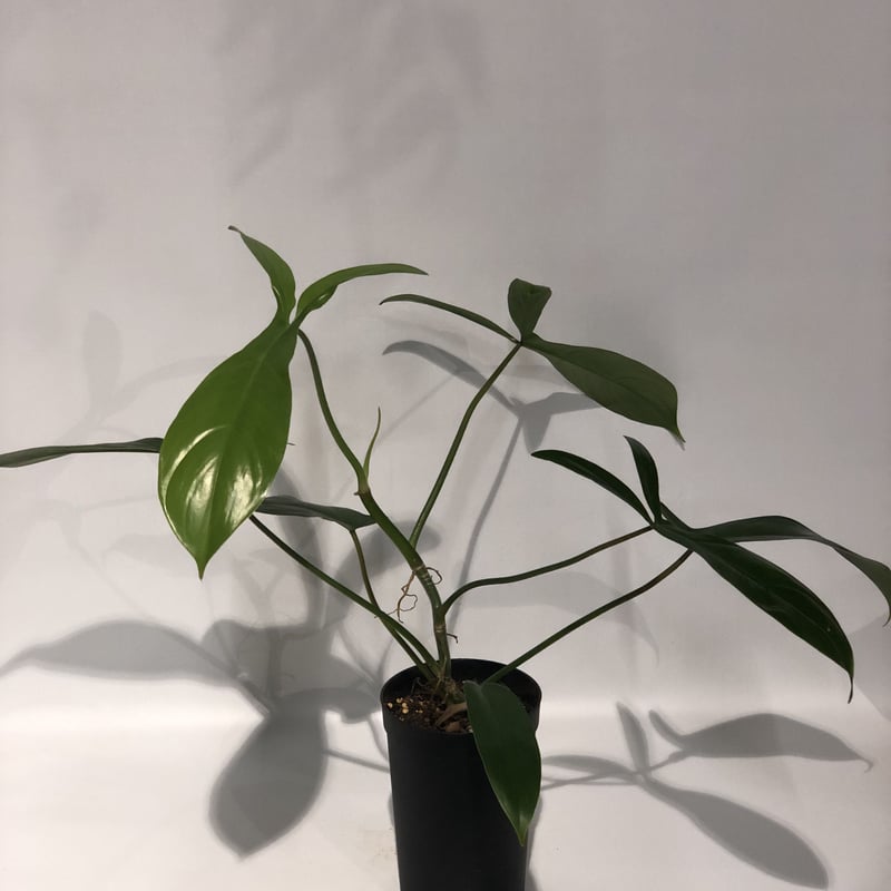 フィロデンドロン 69686 | GREEN LUCK