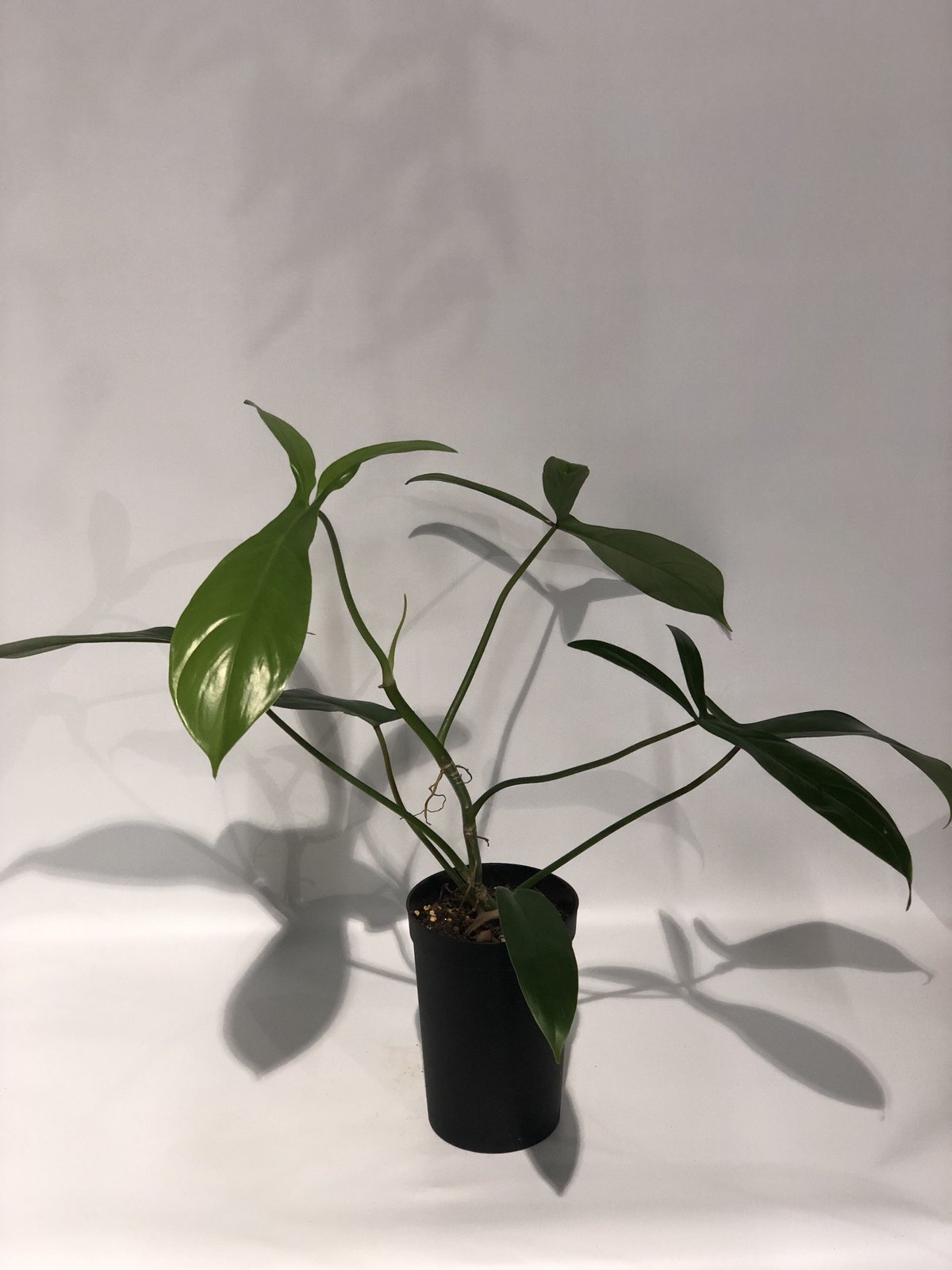 Philodendron heterocraspedon フィロデンドロン Philodendron