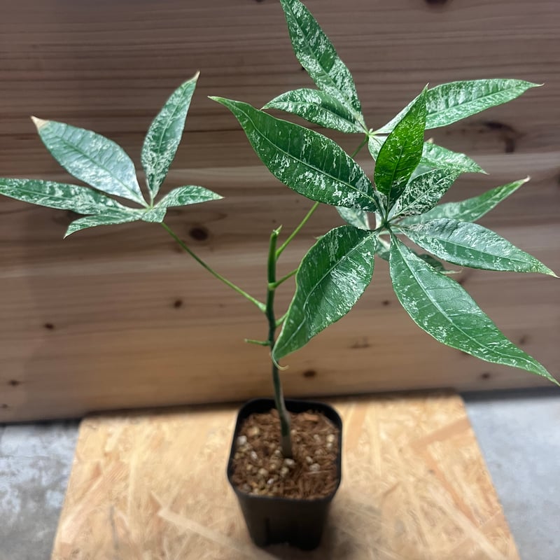 パキラ 斑入り 実生 | GREEN LUCK