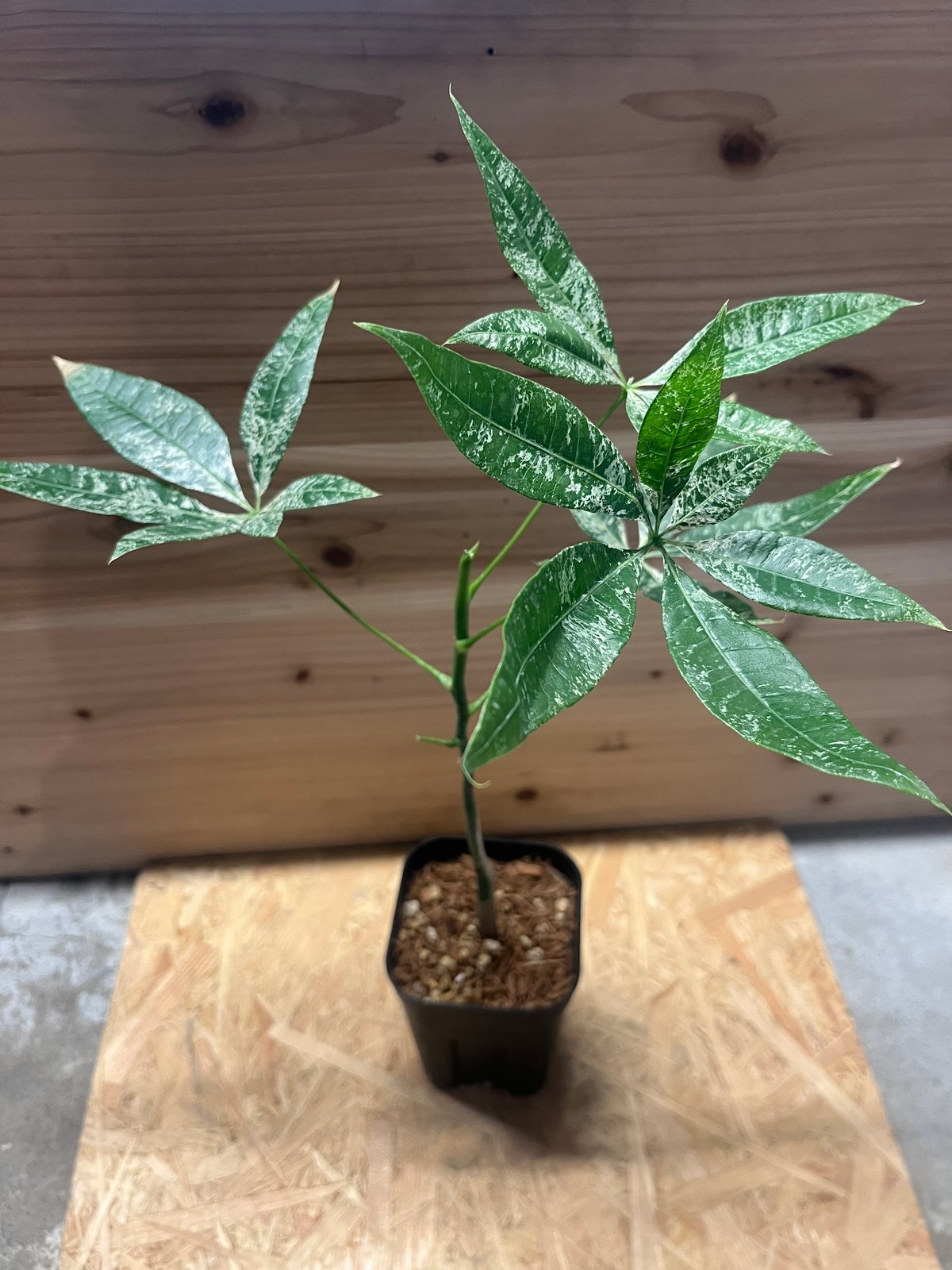 パキラ 斑入り 実生 | GREEN LUCK