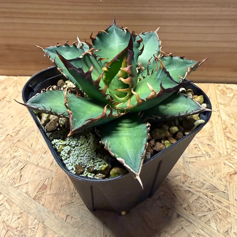 アガベ チタノタ 'レッドキャットウィーズル' | GREEN LUCK