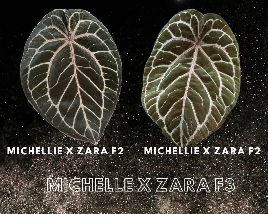 アンスリウム ミシェル×ザラ アンスリウム ミシェル×ザラ♡Anthurium Michelle×Zara F3