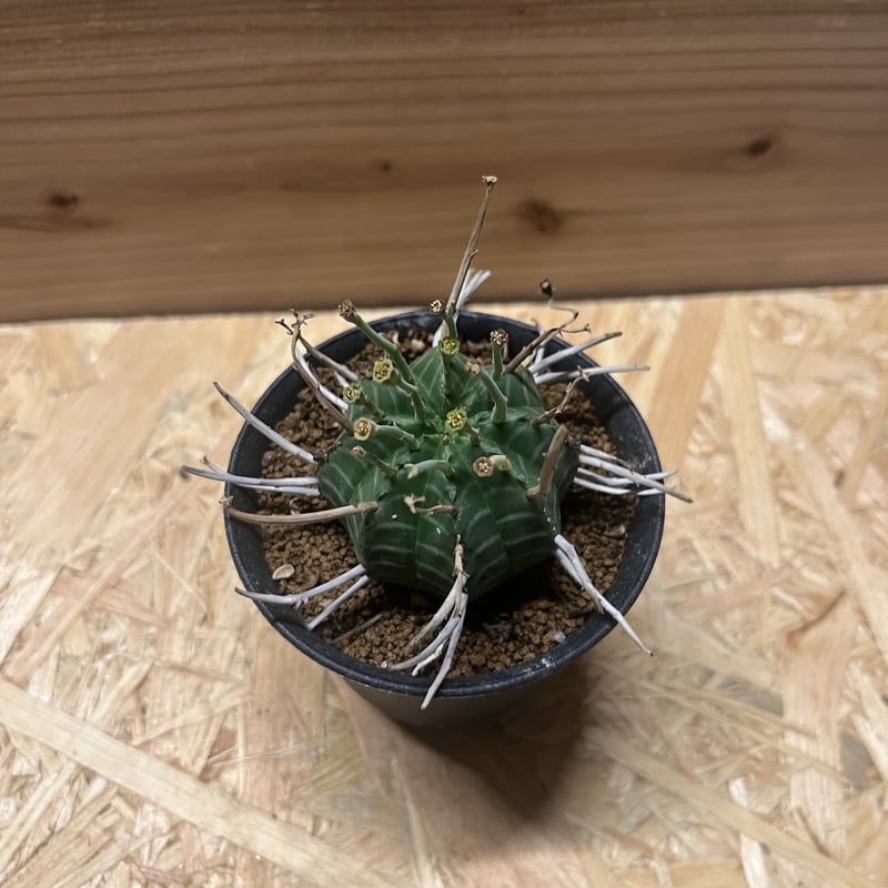 ユーフォルビア バリダ | GREEN LUCK