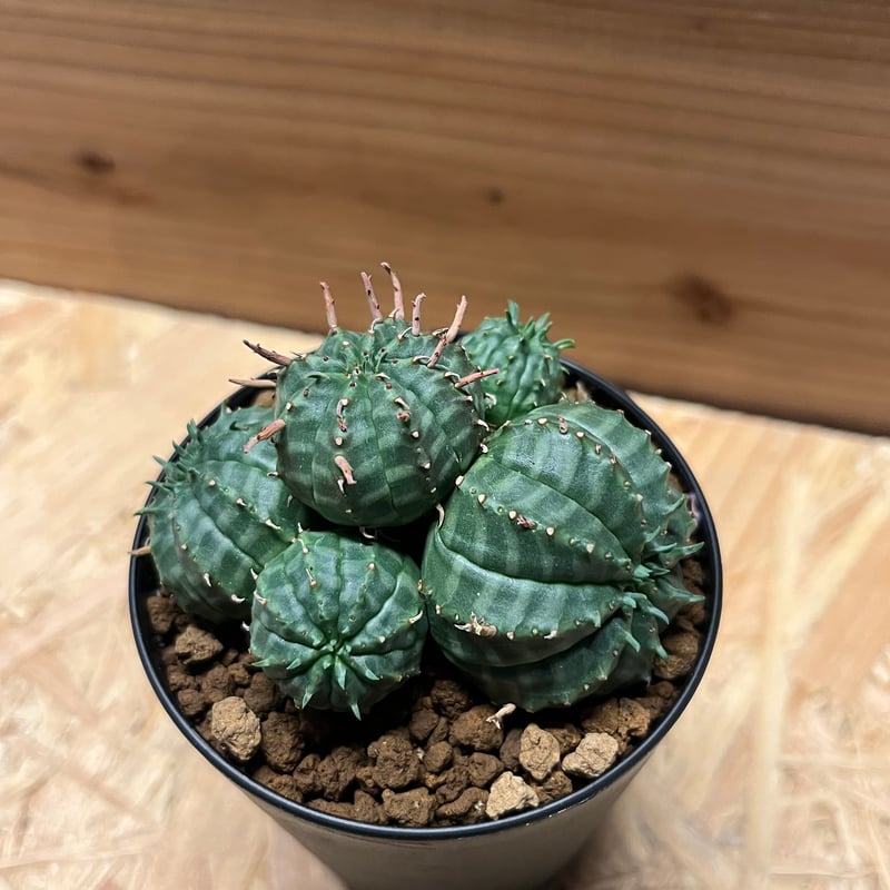 ユーフォルビア バリダ 群生 | GREEN LUCK