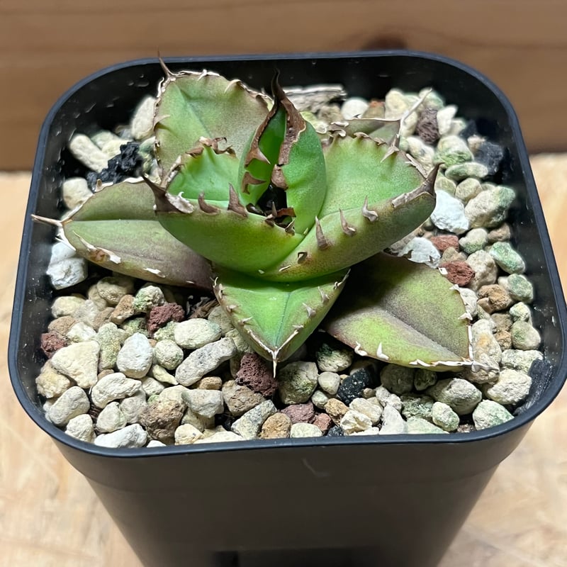 アガベ チタノタ ホワイトファイヤー | GREEN LUCK