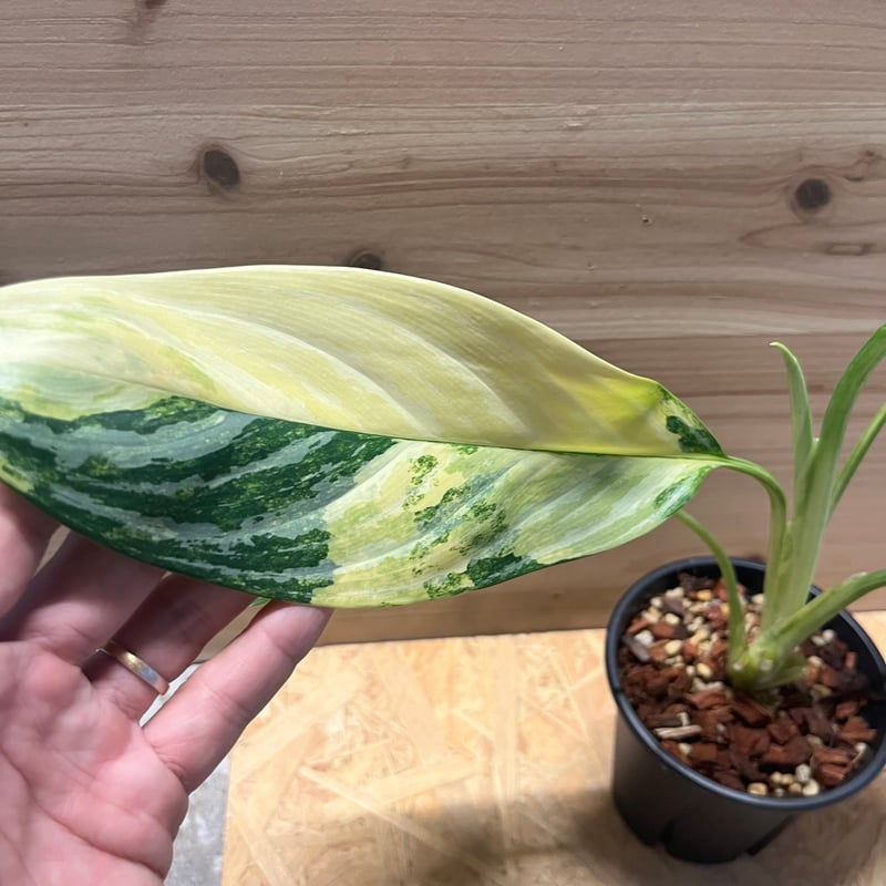 アグラオネマ ニティドゥム カーティシー 斑入り | GREEN LUCK
