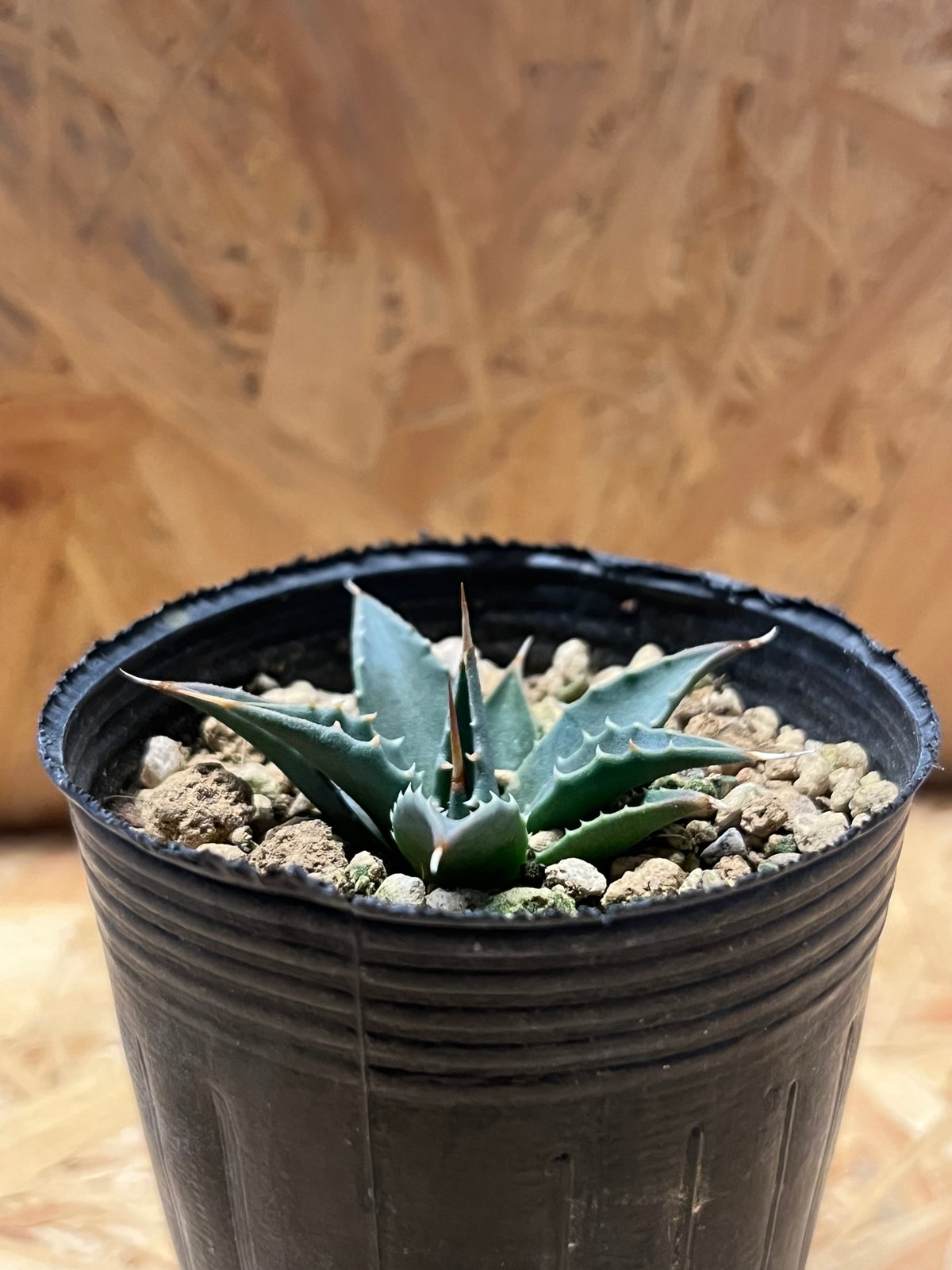 アガベ ユタエンシス エボリスピナ 実生選抜52A4 【公式通販】