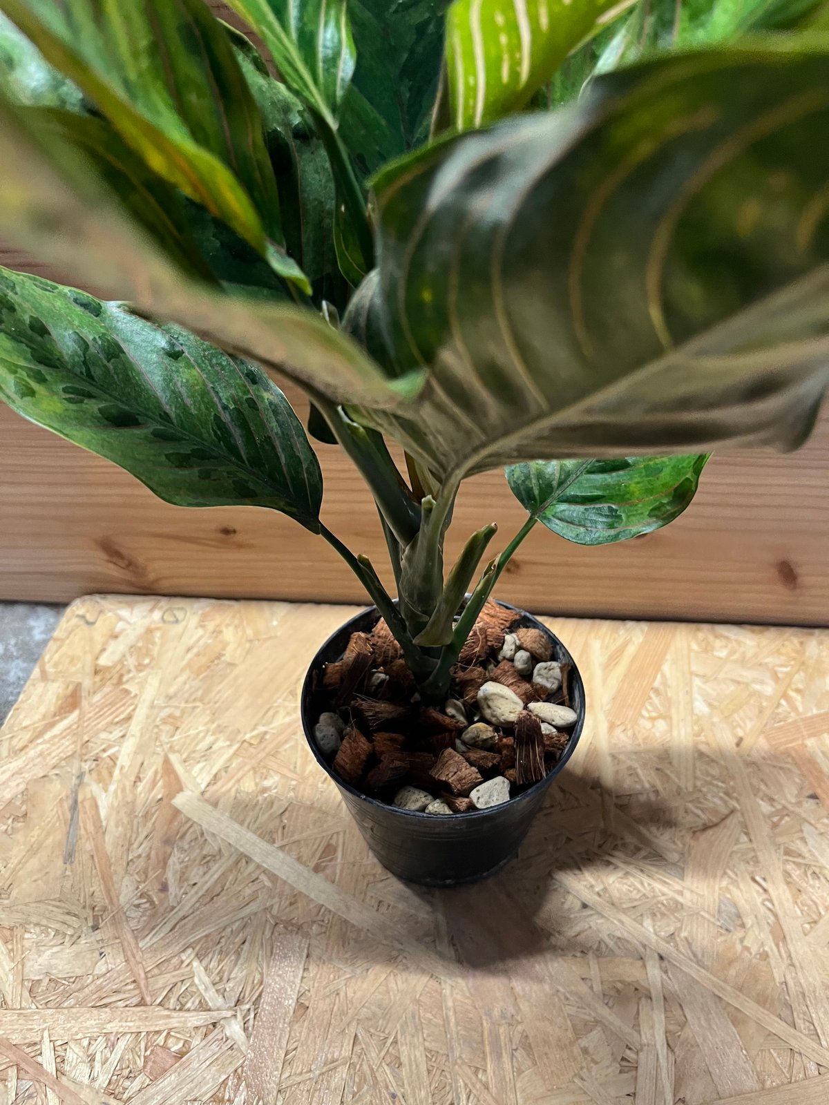 アグラオネマ レッドアーミー 鉢皿付き アグラオネマ：レッドアーミー