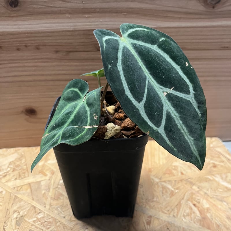 アンスリウム カーラブラッキー ワイルド | GREEN LUCK