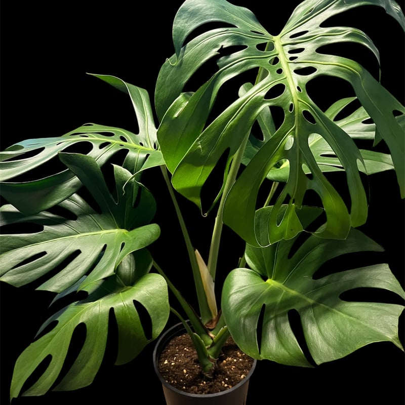 モンステラ デリシオーサ | GREEN LUCK