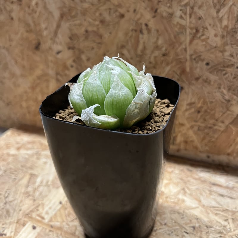 ハオルチア ロックウッディー | GREEN LUCK