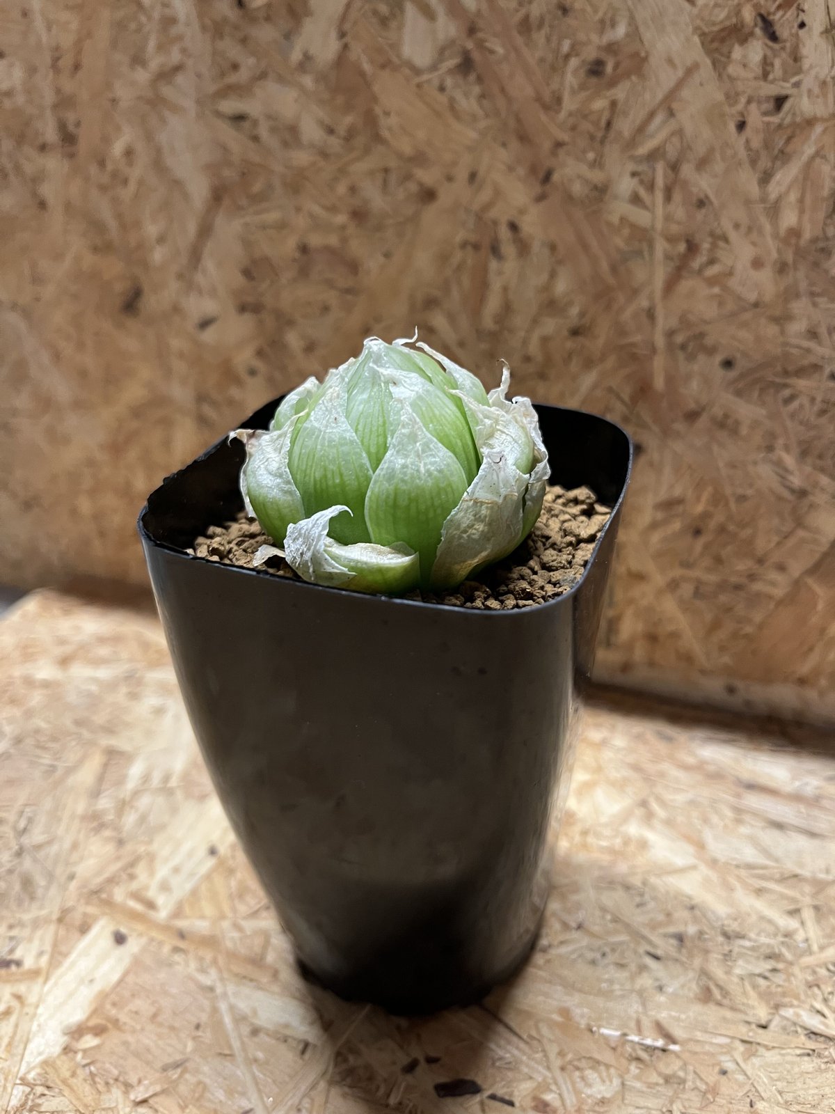 ハオルチア　ロックウッディ Haworthia lockwoodii 2苗 ハオルチア・ロックウッディ（Haworthia lockwoodii）の紹介