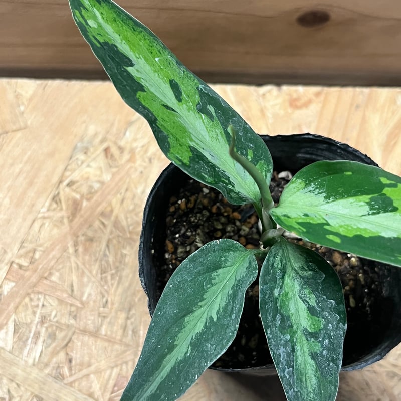 アグラオネマ ピクタム トリカラー エウレカ | GREEN LUCK