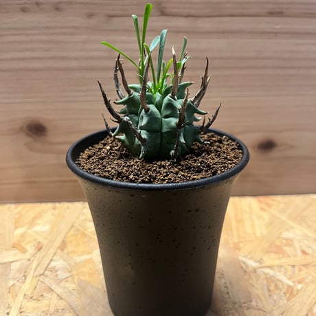 (本日限定)闘牛角 E.闘牛角 10 – TaiShoDo ONLINE SHOP