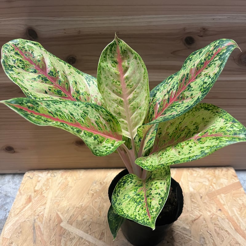 アグラオネマ 10カラット | GREEN LUCK