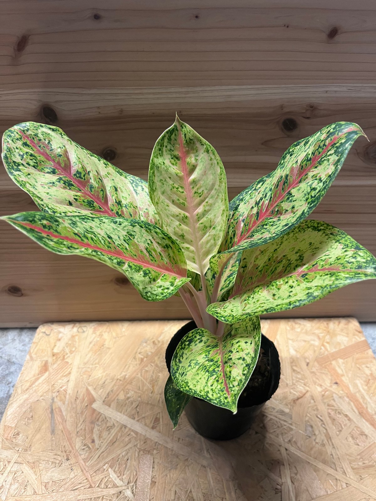 アグラオネマ 10カラット | GREEN LUCK